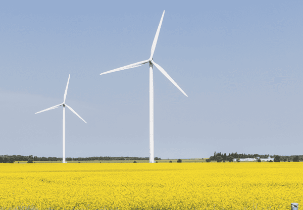 Wind turbines in a yellow canola field with a clear blue sky.