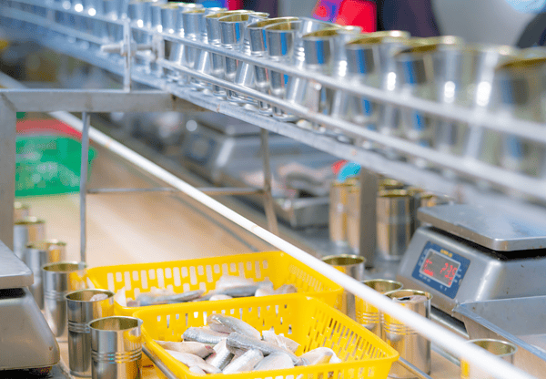 Canning production line with metal tins and fish fillets, utilizing equipment made with 316L nuclear piping steel.